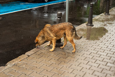 High angle view of a cat drinking water on street