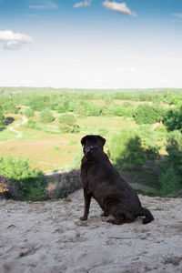 Black dog sitting on field against sky