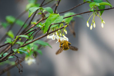 Close-up of bee pollinating on flower