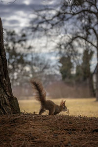 Cute squirrel running in nature surrounding