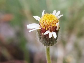 Close-up of flower blooming outdoors