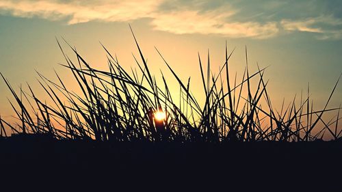 Silhouette of stalks against sky during sunset