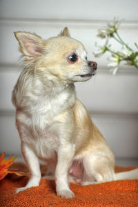 Close-up of a dog looking away