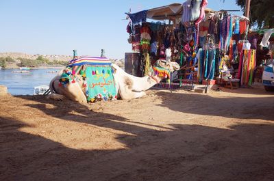 Panoramic view of a horse