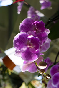 Close-up of purple orchids