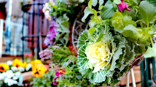 Close-up of flowering plant for sale in market