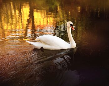 Swan floating on lake