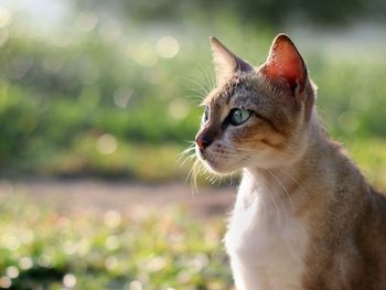 Close-up of a cat looking away