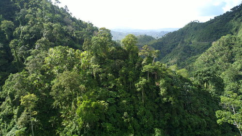 Scenic view of forest against sky