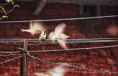 View of birds perching on railing