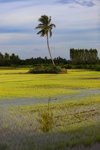 Scenic view of field against sky