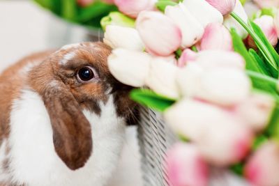 Close-up of a rabbit