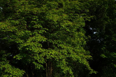 Trees in forest