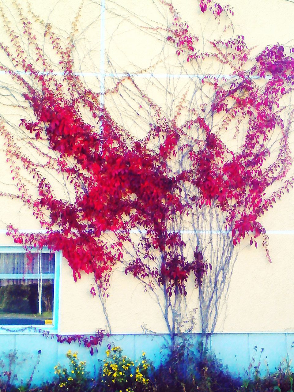 PINK FLOWERS GROWING ON TREE AGAINST SKY