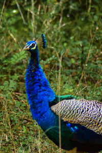 Close-up of peacock on field