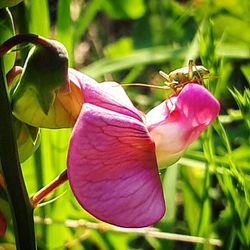 Close-up of insect on pink flowering plant