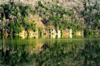 Scenic view of lake by trees