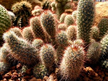 Close-up of cactus