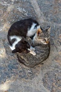 High angle portrait of cat sitting outdoors