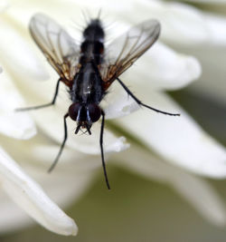 Close-up of bee pollinating on white flower