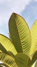 Low angle view of green leaves against sky