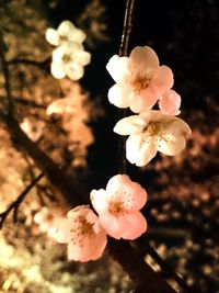 Close-up of pink flowers