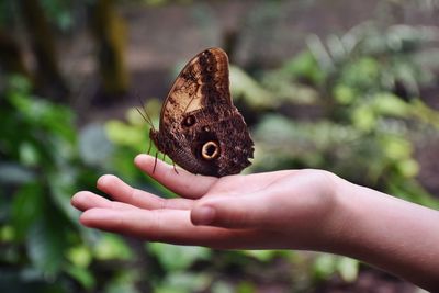 Close-up of butterfly on hand