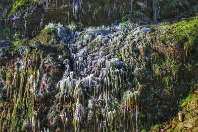 Plants and trees in forest