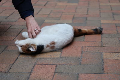 High angle view of hand holding cat on footpath