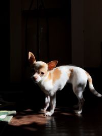 Close-up of dog sitting