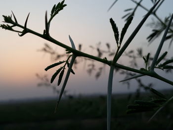 Close-up of silhouette plant against sky at sunset
