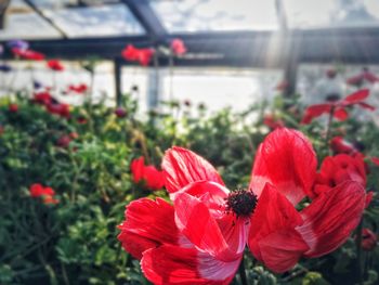 Close-up of red poppy flowers