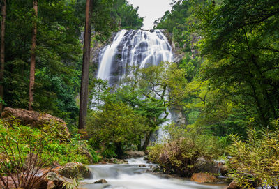 Scenic view of waterfall in forest