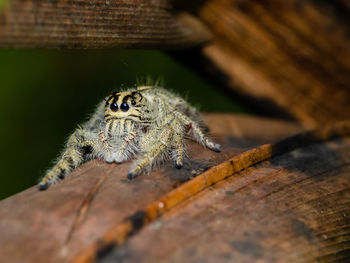 Close-up of spider