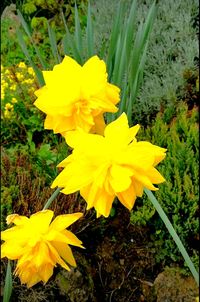 Close-up of yellow daffodil blooming outdoors