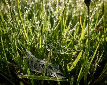 Close-up of wet spider web on plant
