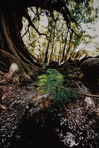 Surface level of trees growing in forest