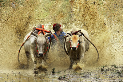 Man riding horse in water