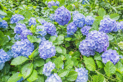 Close-up of purple flowering plants