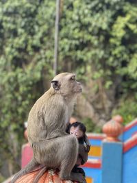 Monkey looking away against trees