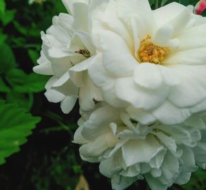 Close-up of white flowering plant