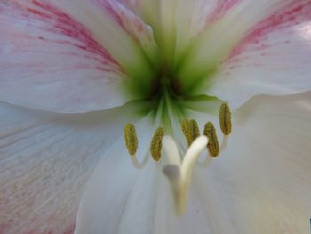 Close-up of white flowering plant