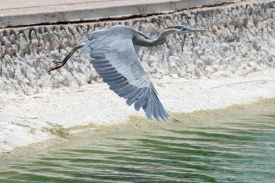 High angle view of gray heron flying over sea