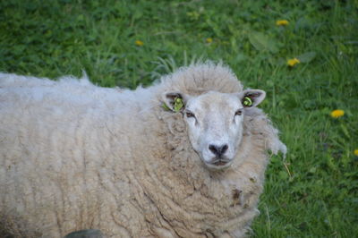 Portrait of sheep on field