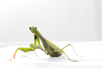 Mantis patiently posing and lurking. close up of insect on on white.