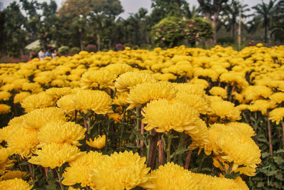 Close-up of yellow flowering plants in field