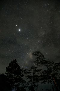 Low angle view of silhouette trees against sky at night