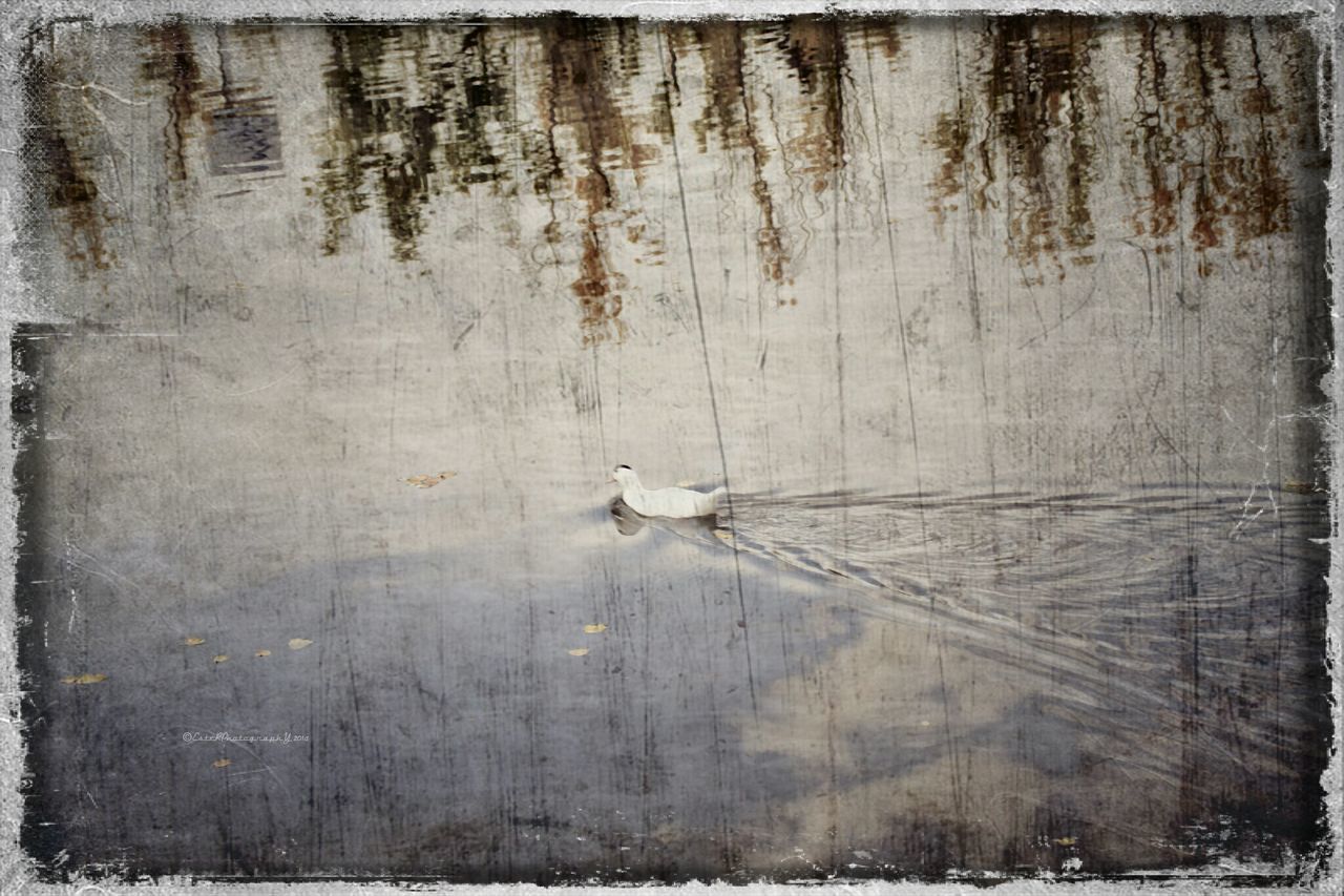 bird, animal themes, animals in the wild, wildlife, transfer print, water, one animal, auto post production filter, lake, reflection, nature, day, high angle view, outdoors, no people, flying, tree, wood - material, tree trunk