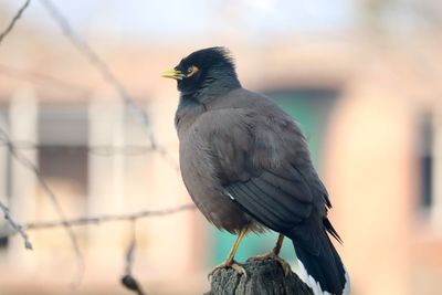 Close-up of bird perching on wooden post