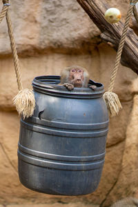 View of monkey on wall